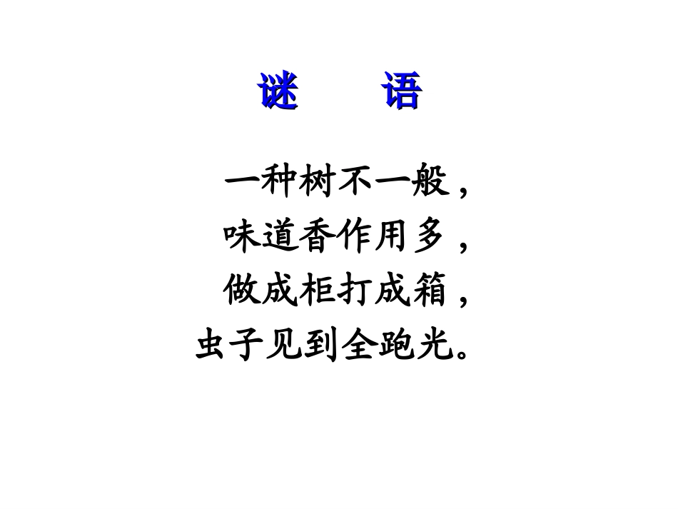宋庆龄故居的樟树 (2)_第2页