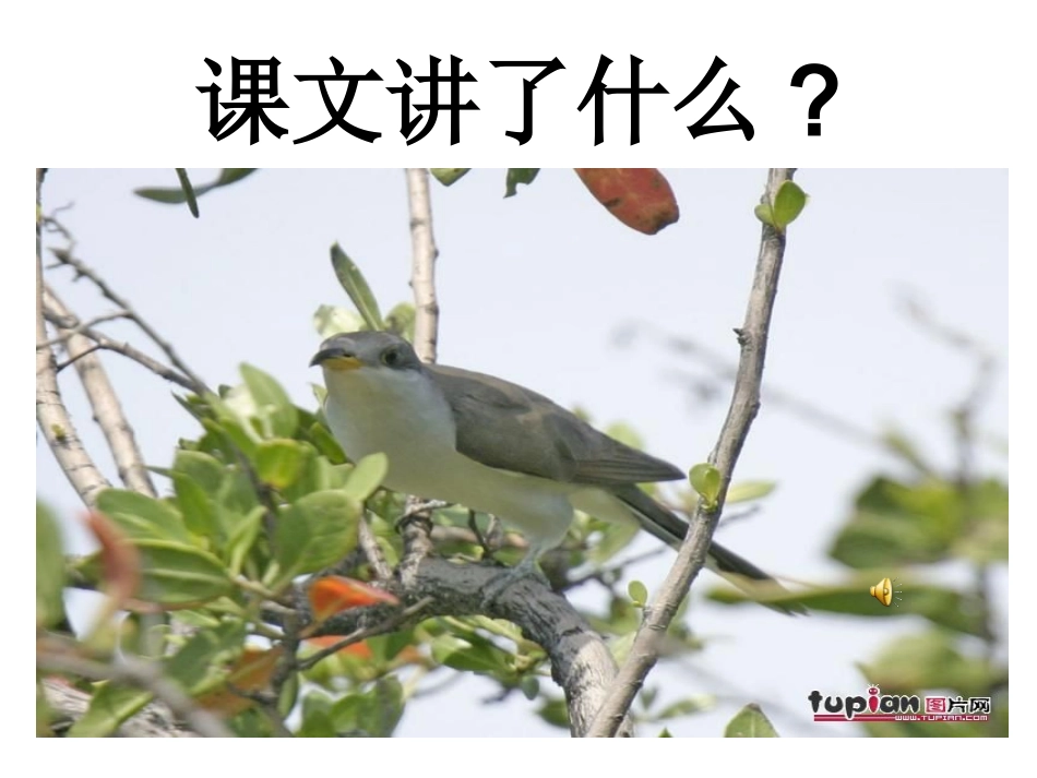 苏教版小学语文四年级下册鸟语课件_第2页