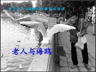 《老人与海鸥》周杰