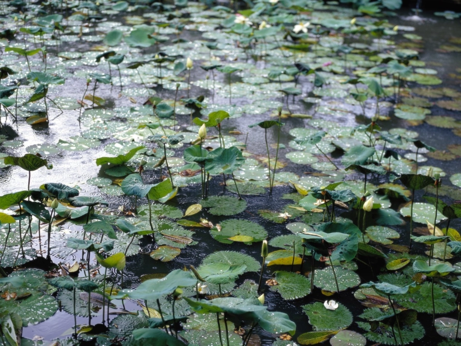 一年级荷叶圆圆课件_第2页