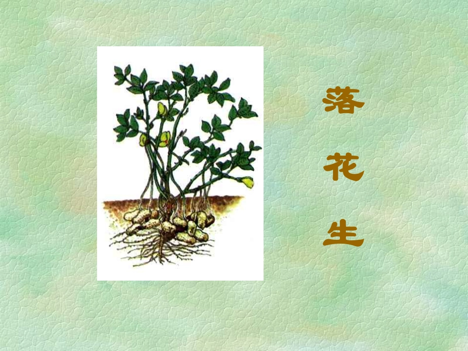 落花生@无忧PPT_第1页