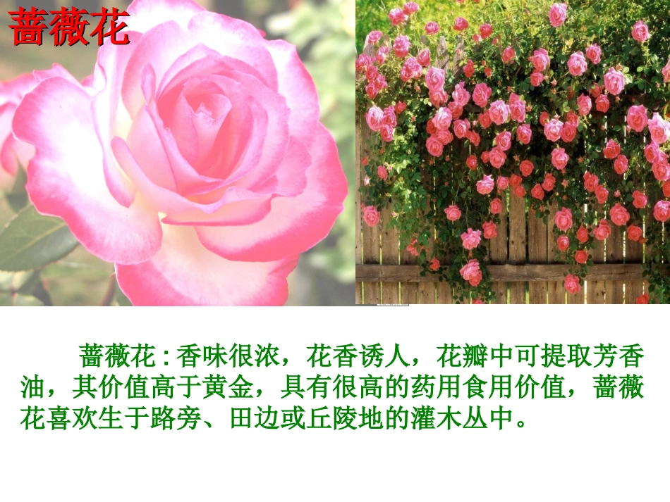 我不是最弱小成品_第3页