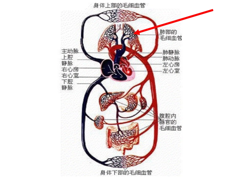 七下生物呼吸_第2页