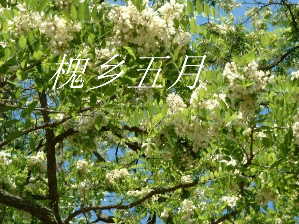 槐乡五月 (2)_第1页