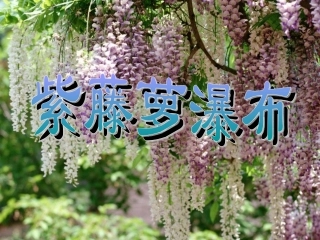 紫藤萝瀑布 (4)