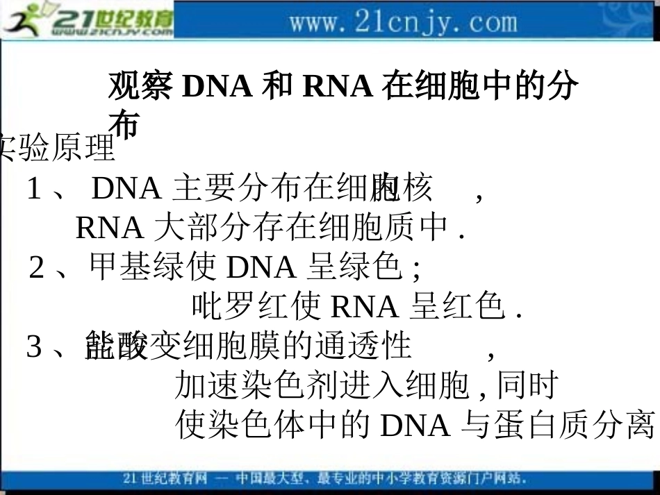 生物：23《遗传信息的携带者——核酸》课件（3）（新人教版必修1）_第2页