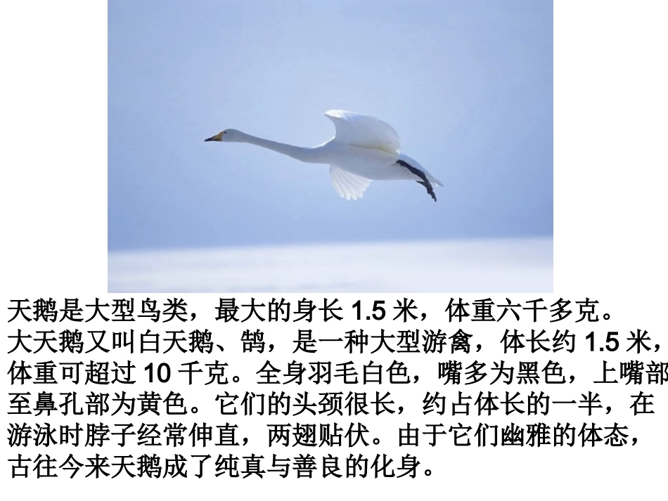 苏教版小学语文四年级下册天鹅的故事课件_第2页