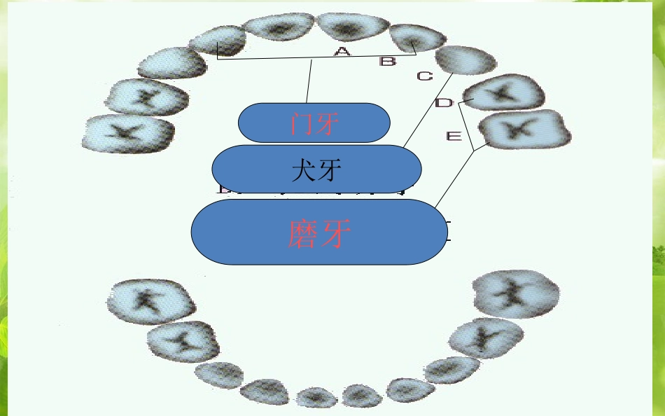 怎样保护好牙齿_第2页