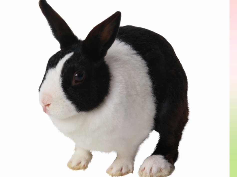 狮子和兔子PPT课件(北师大版二年级语文下册课件)_第3页