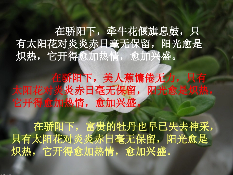 种一片太阳花2_第3页