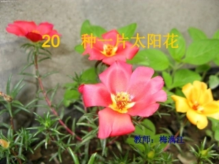 种一片太阳花2