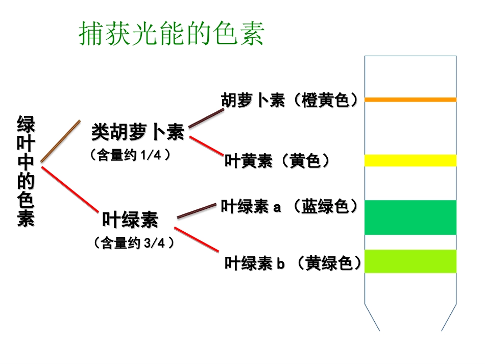 生物学必修(1)《能量之源——光与光合作用》（第一课时）_第3页