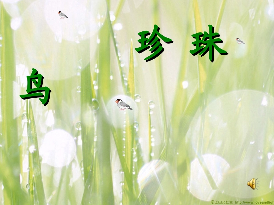 珍珠鸟（定）_第1页