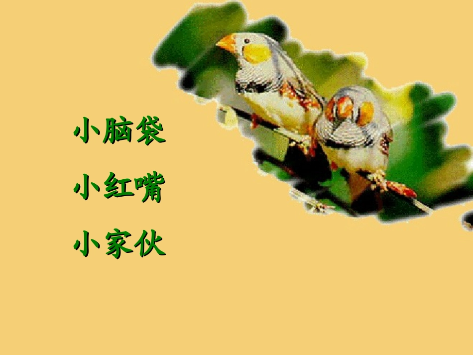 珍珠鸟（定）_第3页