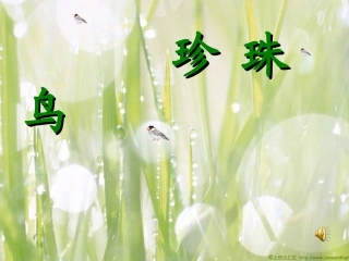 珍珠鸟（定）