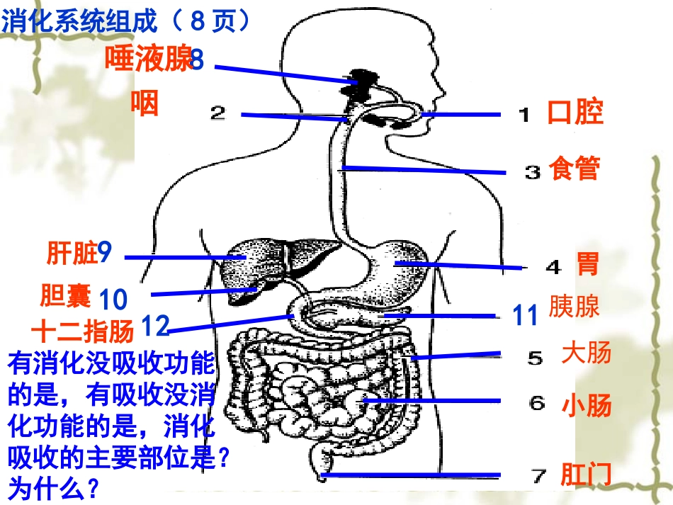 苏教版七年级下册生物复习（含102张）_第3页