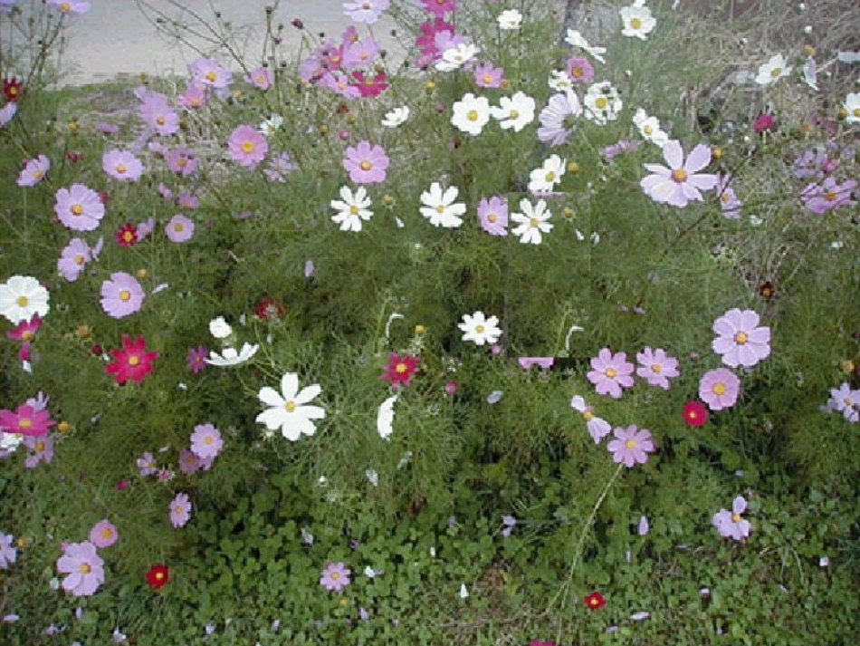 鲜花和星星 (5)_第2页