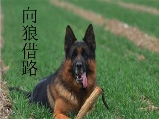向狼借路生字学习