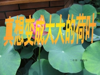 《真想变成大大的荷叶》课件