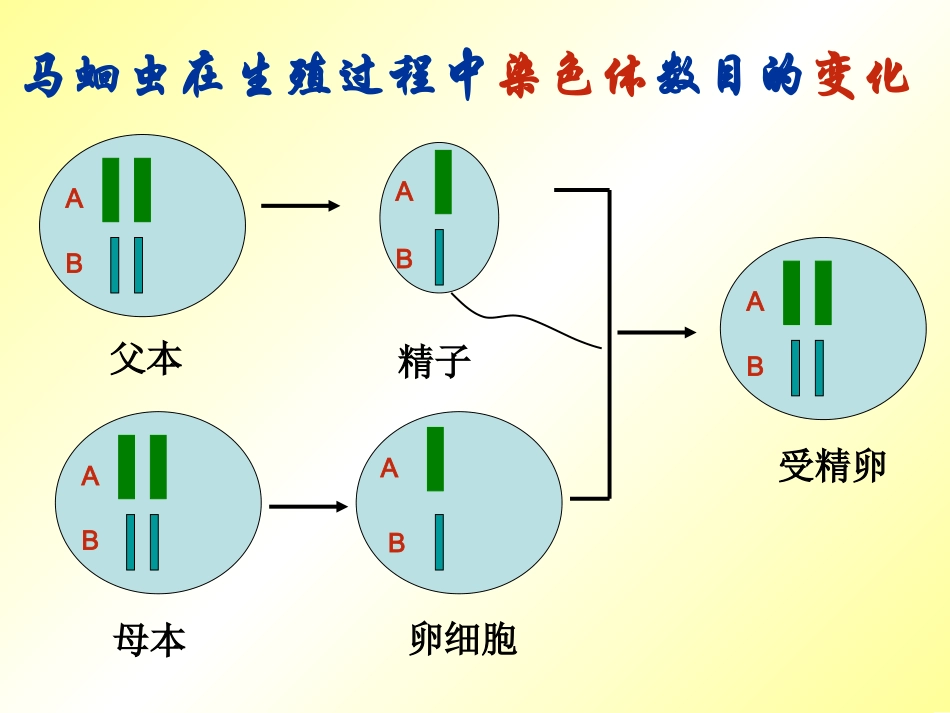 基因的显性和隐性_第2页