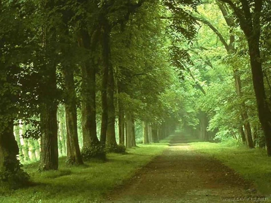 《说“木叶”》_第3页