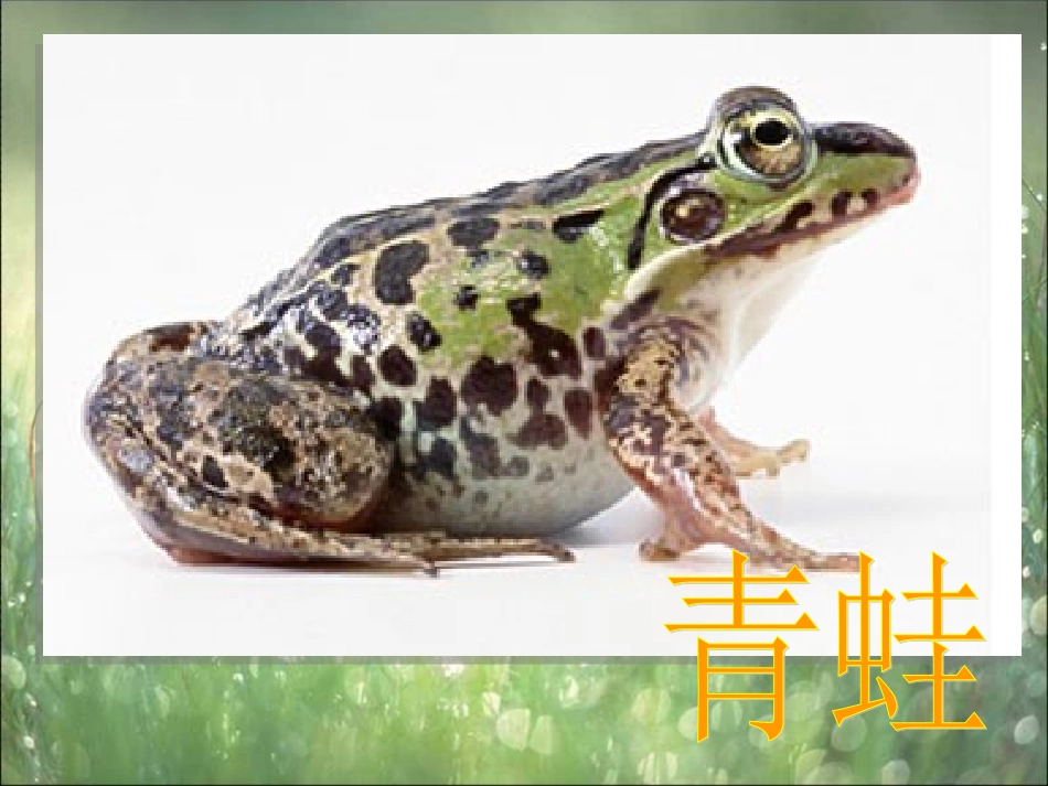 两栖动物的生殖与发育_第3页