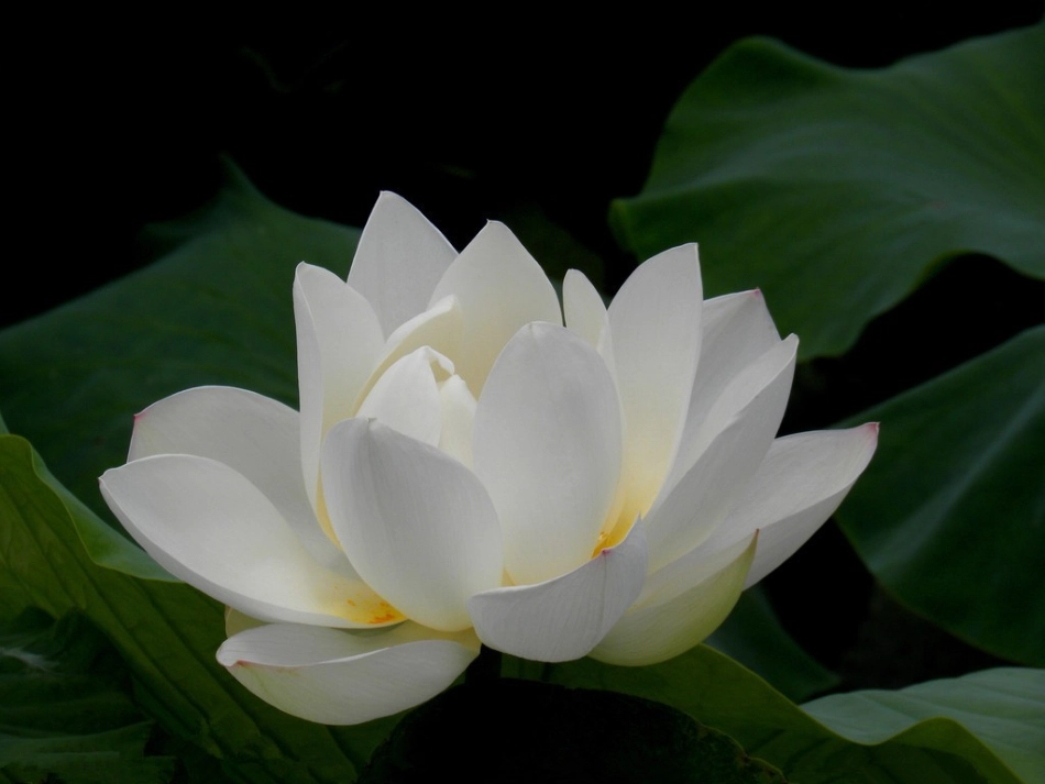 周敦颐《爱莲说》课件_第3页