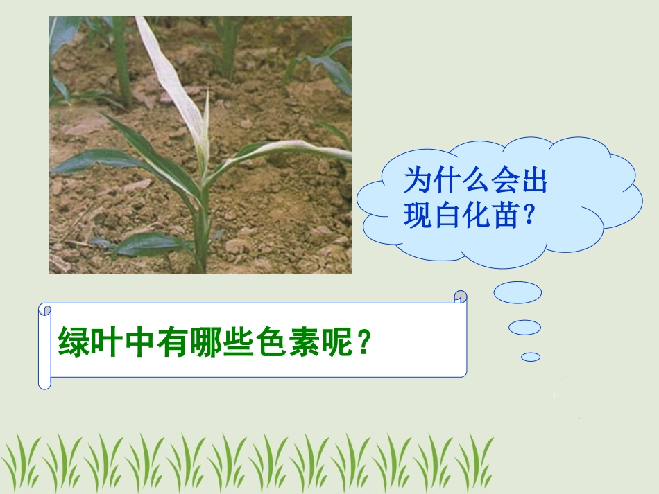 高一生物：必修1：54光合作用_第3页