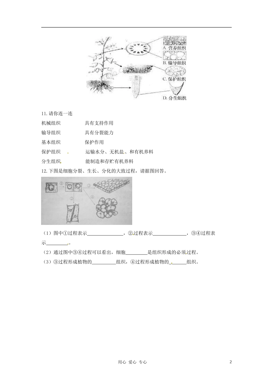 七年级生物下册-8.1《植物体的组成》同步练习-苏科版_第2页