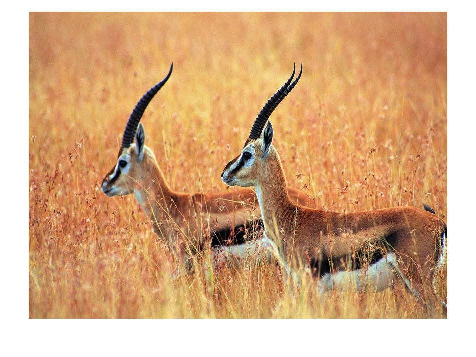 安於锦课件四下(1)_第2页