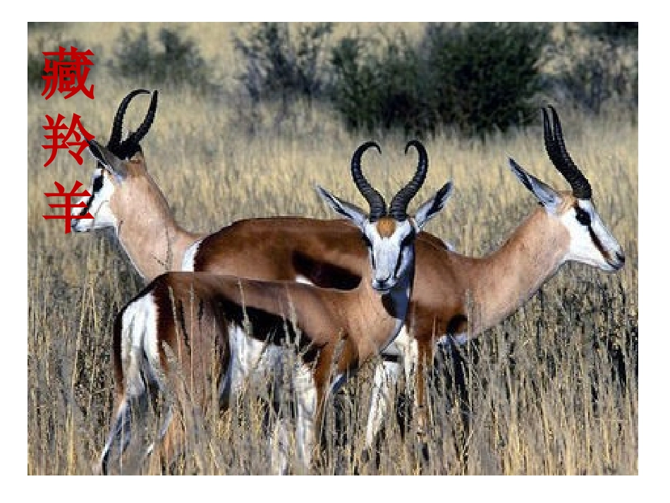 安於锦课件四下(1)_第3页