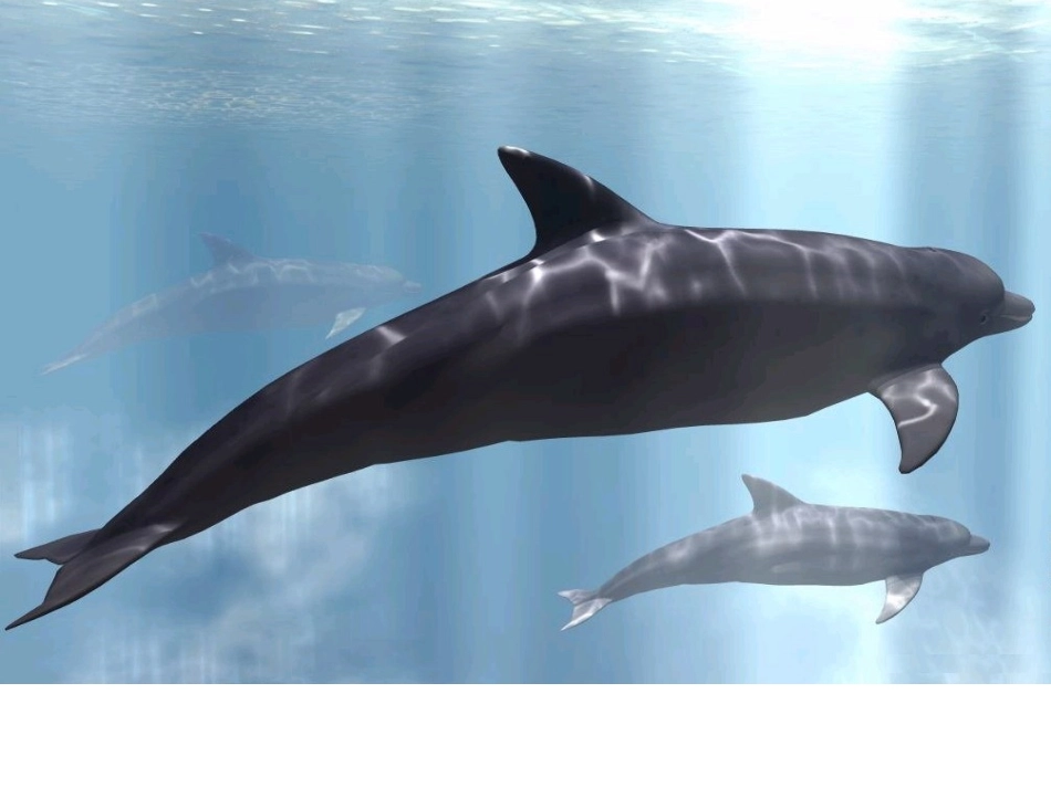 人教版小学语文第九册《鲸》课件_第2页