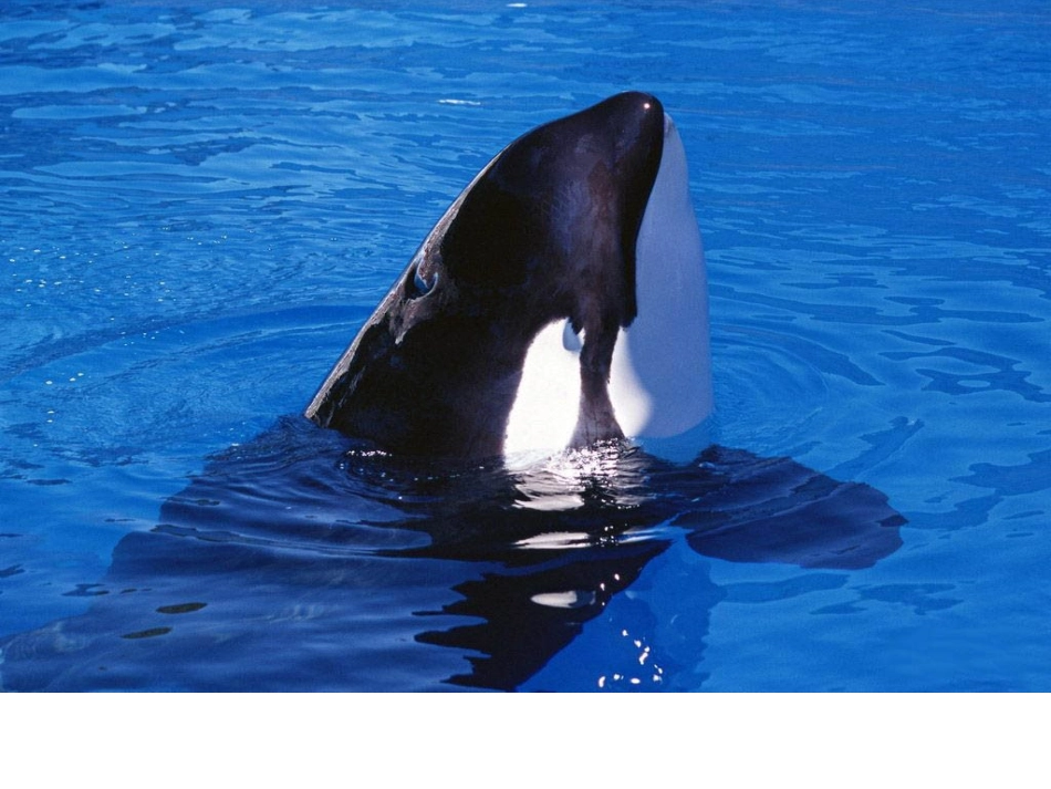 人教版小学语文第九册《鲸》课件_第3页