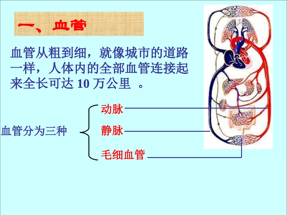 七年级生物血管_第3页