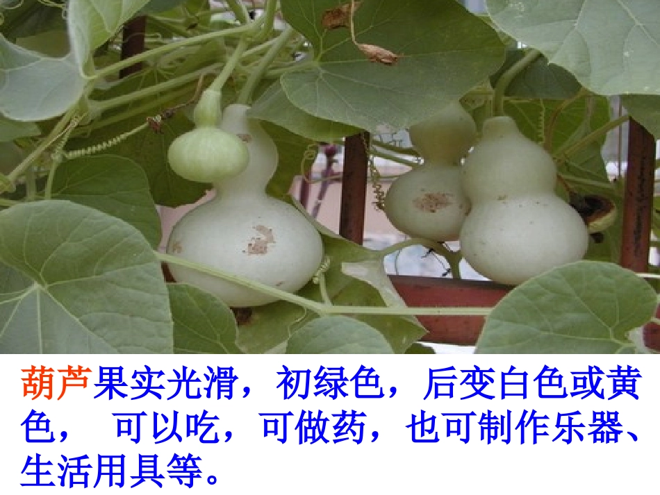 14我要的是葫芦_第1页