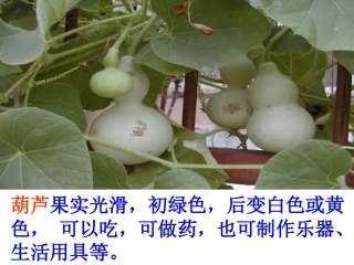 14我要的是葫芦