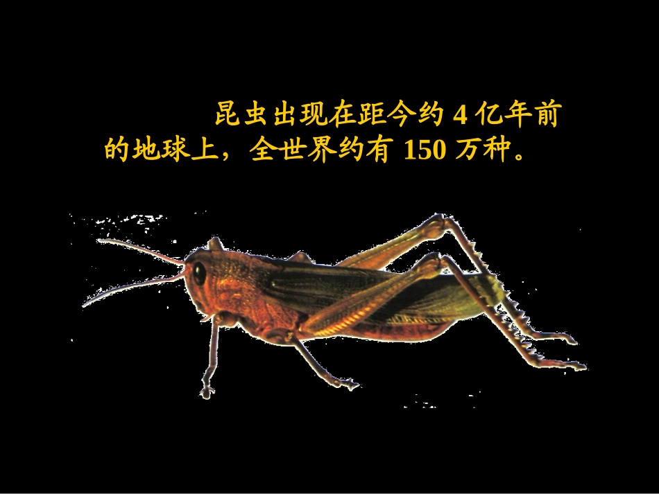 人美版第三册《我和昆虫》课件_第3页