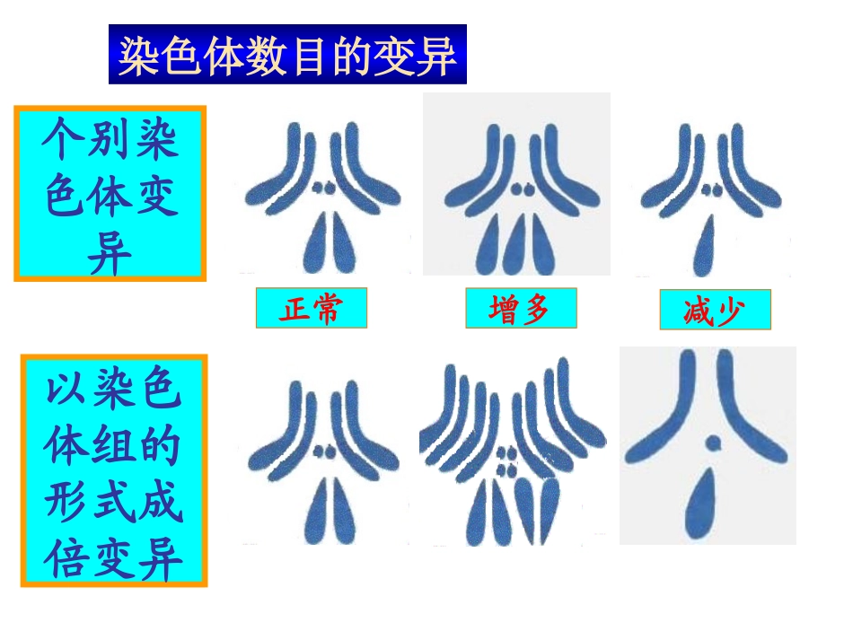 染色体变异 (3)_第3页