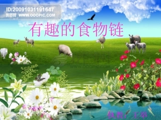 《有趣的食物链》课件5