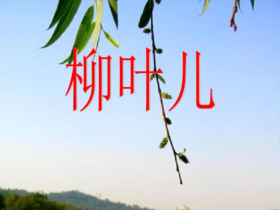 《柳叶儿》课件_第1页