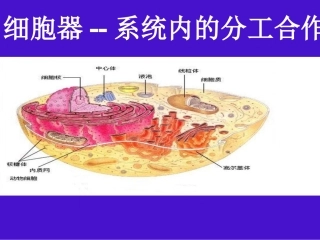细胞器系统内的分工合作