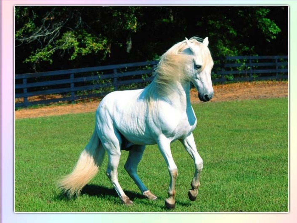 （教科版）二年级语文上册课件小马过河_第2页