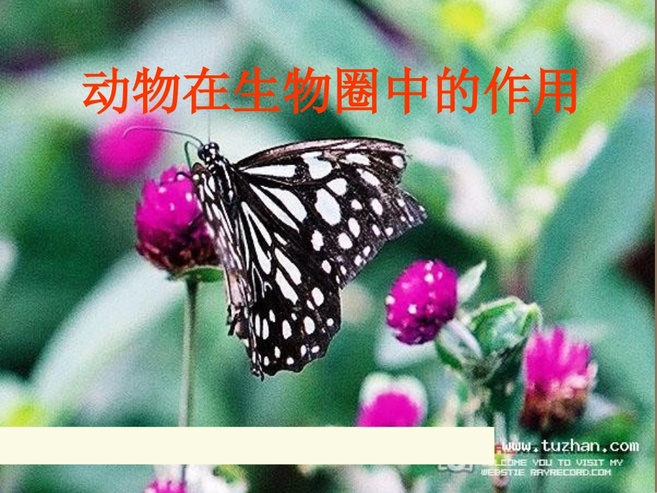 动物在自然界中的作用2_第1页