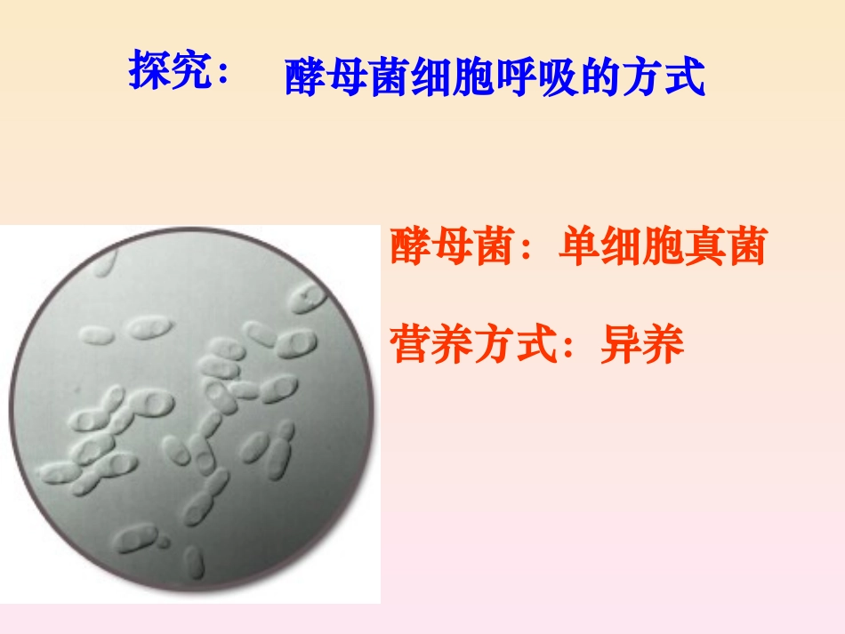 生物：53《探究酵母菌细胞呼吸的方式》课件(新人教必修1)_第2页
