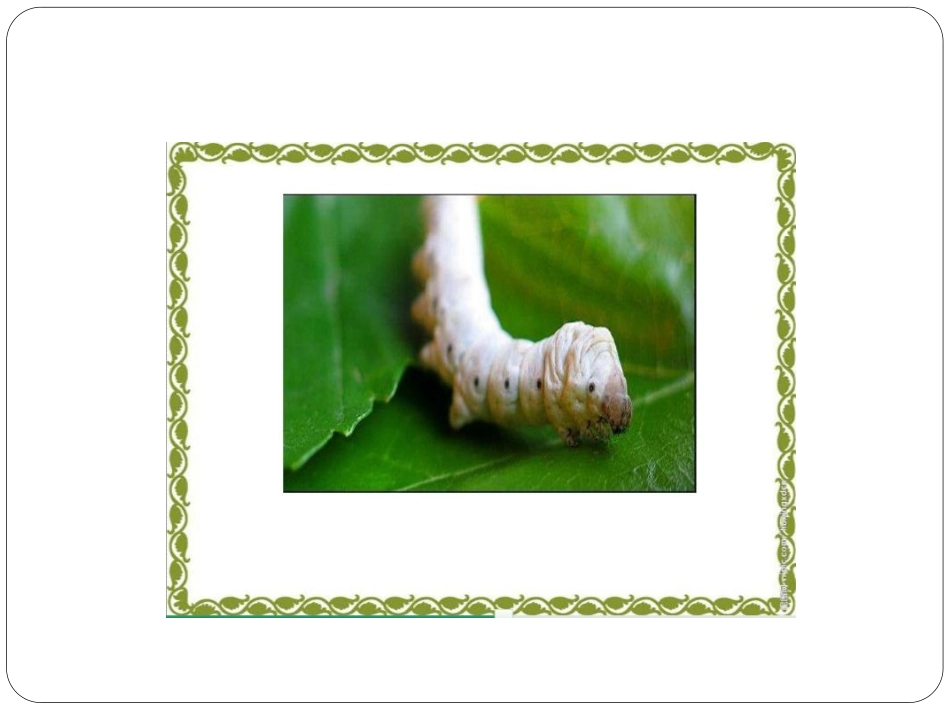 《春蚕》课件-1_第3页