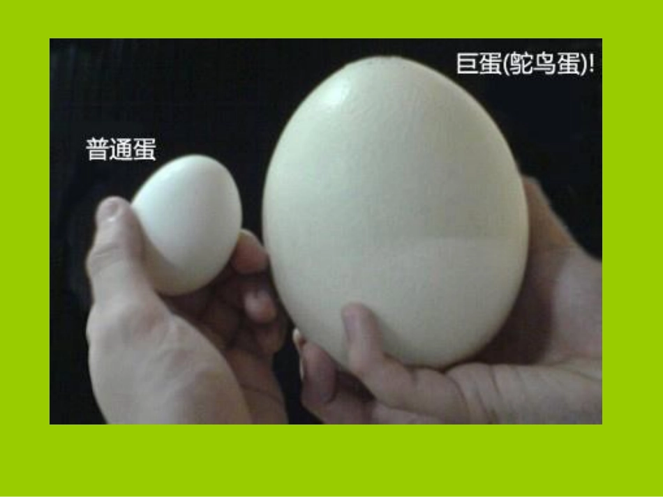 鸵鸟1PowerPoint演示文稿_第3页
