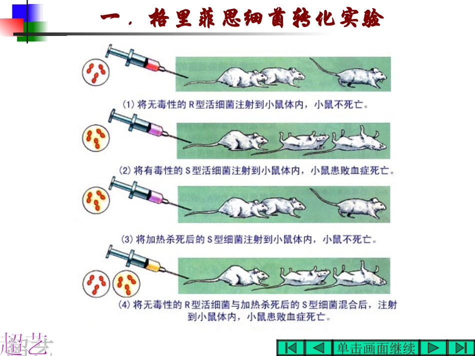 高二生物DNA是主要的遗传物质l（共13张PPT）_第3页
