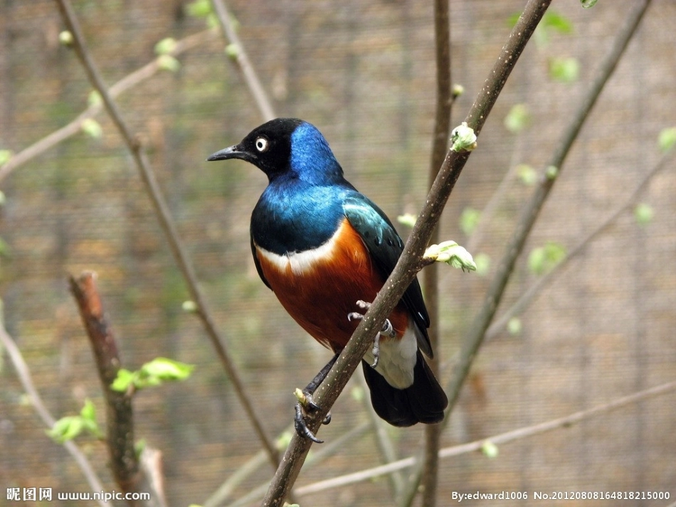 《两只鸟蛋》课件PPT人教版_第2页