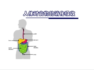 七年级生物人体对食物的消化吸收