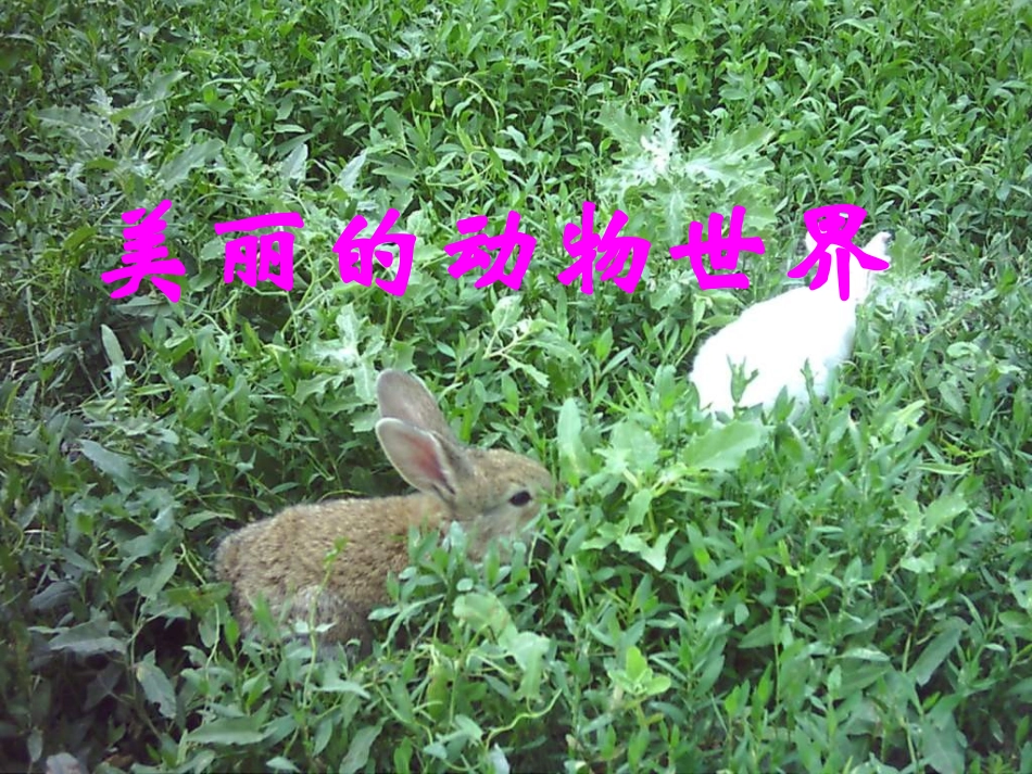 我喜欢的动物朋友新_第3页
